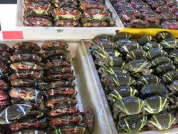 タレ―タイ　魚市場